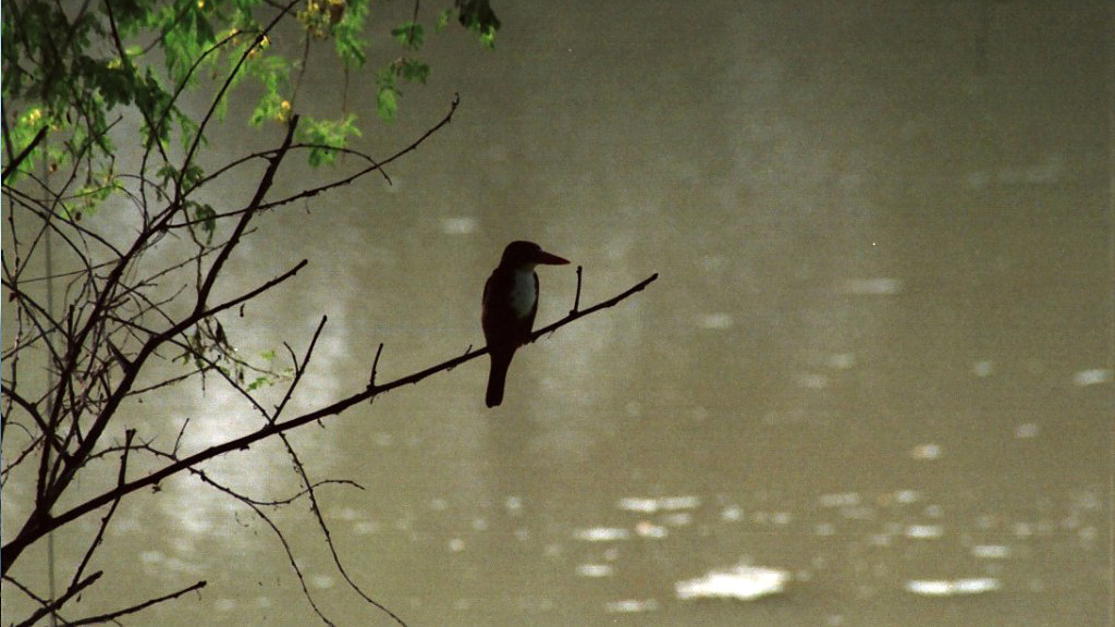 White-fronted-kingfisher-Bharatpur